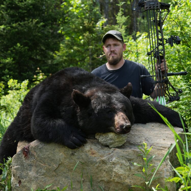 Forfait chasse à l'ours noir (plan européen ou américain) — Pourvoirie Claude Gravelle Outfitter – Pourvoirie Claude Gravelle Outfitter